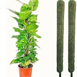 generic Balaji Creator Moss Sticks for Plants, Set of 2, Green,Moss Stick, 3FT -02 pc Moss Stick | for Money Plant Support | (90 CM) | Best for Climber Plant to Grow Healthy-picture-1