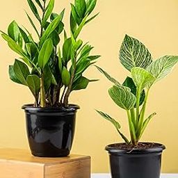 Nurturing Green® Air Purifying Plants Combo (ZZ & Philodendron Birkin) in Black Plastic Pots | Live Indoor Plants for Living Room | Natural Air Filter & Low Maintenance (Size: 4.5 x 4 Inch)-picture-31