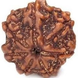 TRINETRA GEMS STONE सात मुखी रुद्राक्ष IGL Lab Certified Blessed Lord Lakshmi Original Oval 7 Mukhi Rudraksha Natural From Nepal Superb Brown Sat Mukhi Rudraksha For Make Pendant Seven Face Rudraksha-47