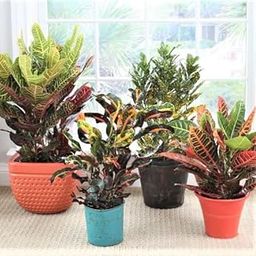 CosaCentrum Mammy Croton Indoor Live Plant ||(1 Healthy Live plant) || For Home Decoration as well Natural Air Purification-image-23