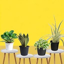 Amulya Farms Combo of Snake, Money, Spider & Peperomia plant with Free Fertiliser | Good luck & Air Purifying Live Indoor Outdoor Plants for Living Room, Home & Office Decor | With Pots-image-17