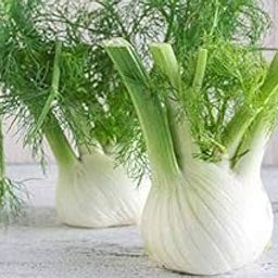 Green Gallery Fennel Fresh Organic Herb Seeds for Home Terrace Indoor Outdoor and Kitchen Gardening Planting Farming-image-20