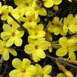 Sumit Greenery Yellow Chameli Live Flowering Plant – Outdoor Jasmine Plant with Fragrant Yellow Flowers | Chameli Bela Plant in Nursery Pot | Pack of 1-image-8