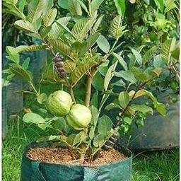 Mohomaya Beautiful Gardening Allahabad guava 01 - |Allahabad guava 01|-picture-16