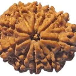 MAA SHAKTI GEMS Superb Ten Face Rudraksha From Nepal Genuine 10 Mukhi Rudraksha IGL Lab Certified Brown Das Mukhi Rudraksha For Make Pendant दस मुखी रुद्राक्ष For Women-7
