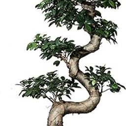 Abana Homes Bonsai Live Plant - 12 Years Old Ficus Microcarpa Multicurve Bonsai Plant | Well Trained & Unique Bonsai Plants for Home Indoor | Ideal for Office, Living Room, Balcony |Height 70cm-image-16