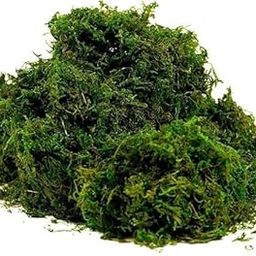 Natural Green Dried Moss Grass (450g) | Preserved Moss for Pots, Home, and Garden | Decorative & Functional Ground Cover for Indoor Plants, Terrariums, Craft Projects | Long-Lasting-image-59