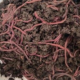 Red Composting Worm, Red Wigglers, Composting Earthworms - – Eisenia fetida (700 nos Alive)-19