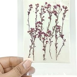 YellowCult Natural Real Dried & Pressed Flowers for Art Craft - Mixed, Multicolor for Soap, Candle, Scrapbooking, DIY, Resin Jewelry, Pendant - [Xiaa Peng Grass-Purple]-image-10