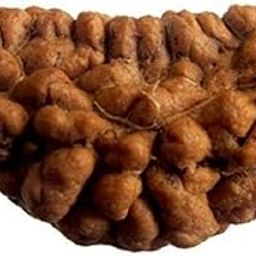 1 Mukhi Rudraksha with Lab Certificate (Brown)-image-3
