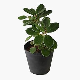 Indian Gardens - Ficus looking bonsai Small | Trim & Make a bonsai | Bonsai It |-image-4