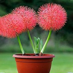 Football Lily Hybrid Flower Seeds for All Season Pack of 5 Bulbs By Zabbus-image-74