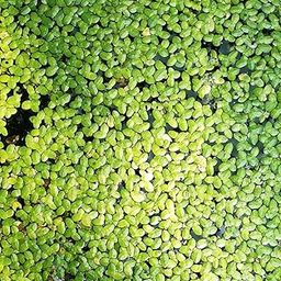 Gachwala Live Giant Duckweed Plants for Aquarium, Ponds, Aquaponics (Aquatic/Water Plant) - Natural-picture-13
