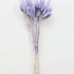 CLOUD INDIA Decorative Bunny Tails Naturally Dried Flower for Vase Filler for Home Decor|Indoor |Office Decor (Liliac, 50 Stems)-28