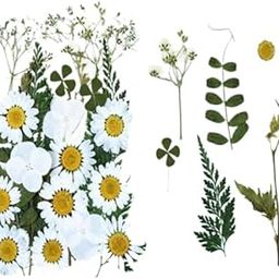 1 Box Natural White Pressed Daisy Flowers | Delicate Dried Flowers Art Craft Mixed Soap, Candle, Scrapbook, DIY, Resin Tray Jewellery, Pendant ( White Pressed Flowers )-image-17