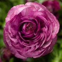 Imported Ranunculus Bulbs Purple Colour For Home Gardening pack of 1-image-71