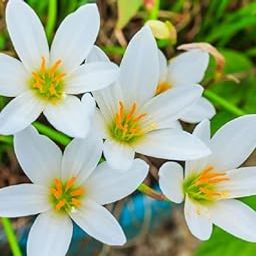 White Rain Lily Flower Bulbs Pack Of 10 By Udanta Seeds-image-94