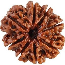 Saubhagya Global 8/ Eight Mukhi Rudraksha Lab Certified Siddha in Handmade Tassel, Nepal Beads, Size 18-24mm, Color-Brown-56