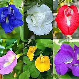 Aparajita Seeds multicolor Pack Blue, Pink, White Double & Single Petals Aprajita Shankhpushpi Hybrid Butterfly Pea Seeds Medicinal Flower Plant Creeper For outdoor Garden (Pack Of 30)-image-53