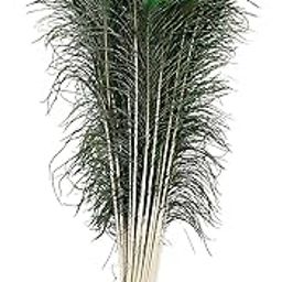 Natural Peacock Feather Mor Pankh 27 Inches Real Peacock Feather Tails for Home Decor 20 Pieces Full Length Good Luck Art and Craft & Worship Real Peacock Feather Original Tails-image-49