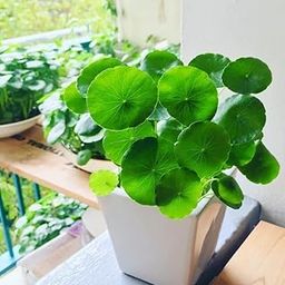 Mohomaya Beautiful Gardening Pennywort32 - |Pennywort32|-picture-23