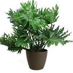 Uniquetree Philodendron Selloum Live Plant /Pack up One Healthy Plant-image-10