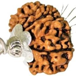 11 Mukhi Rudraksha | Original Certified Blessed By Lord Hanuman | Eleven Face Rudraksha Pendant With Silver Cap Real Rudraksha For Men Women | ग्यारह मुखी रुद्राक्ष-image-98