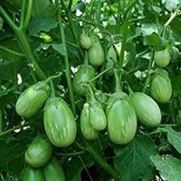 Bhajanlal Greenery Vajra Seeds Green Brinjal Seeds F1 Hybrid Variety Vegetable 50 Seeds Packet-image-18