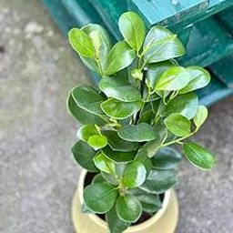 Sky Nursery ficus Plant | China bot Plant | Bonsai Plants for Home Indoor Live - Ficus Bonsai Tree - Indoor Bonsai Plants for Living Room, Office & Balcony Garden-image-20