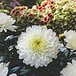 SRI SAI FORESTRY - White Chrysanthemum Flower Seeds, Sevanti, White Shevanti Flower Color Seed Ornamental Plant Flower Seed for Home Garden Terrace Apartments Balcony Pack of 100-image-45