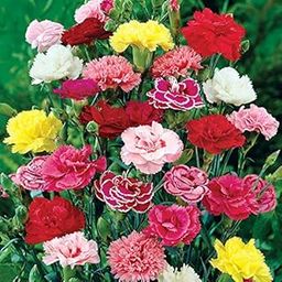 Carnation Flower for Home Gardening Pack of 50 Seeds-image-22