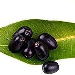 Creative Farmer Fruit Live Plant Gardens Hybrid Rare Syzygium Cumini Java Plum/Black Plum Seedless New Variety Njaval Indoor Bonsai (Jambolan/Java Plum/Jamun) Mini (1 Live Fruit Plant)-picture-18