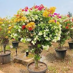 Bougainvillea Hybrid Bonsai Plant – Vibrant Flowering Live Tree for Gifting & Home Décor – 1 Piece-image-69