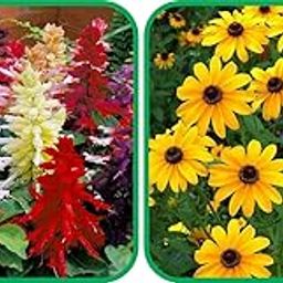 Agrey Sunflower Miniature (50 Seed) And Salvia Mix Color (50 Seed) Flower Seeds Pack.-image-77