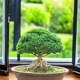 Indoor plants for bedroom big size (Pack of 1)-image-88
