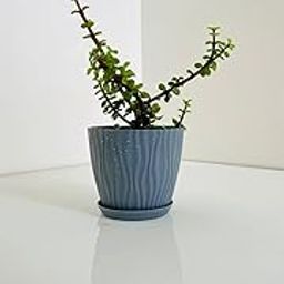 Good luck Jade Plant with Wave Pattern Planter Pot, Live Succulent Home Decor with COCOPEAT | office | Living room | Air Purifying | (stone blue)-image-38