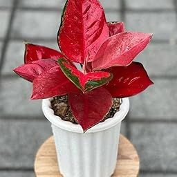 Red Aglaonema Indoor Plant in Pot, Live Tropical Houseplant-image-71