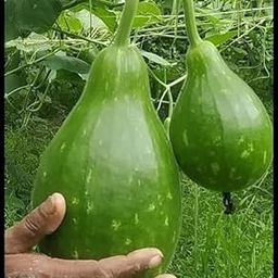 Golden Hills Farm Hybrid Round Bottle Gourd Lauki Vegetable 40+ seeds-image-34
