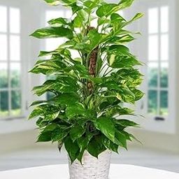 Live Money Plant Big Leaf Variety Indoor Plant For Home And Garden Plant Without Pot (Singel Pack Of 1)-image-71