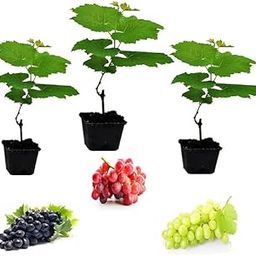 3 SWEET GRAPES FRUIT PLANT GREEN,RED,BLACK/ANGUR FRUIT PLANT OUTDOOR GARDEN HEALTHY GRAFTING FRUIT VINE TREE-image-0