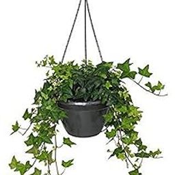 DUOMUS Live Rare Creeping fig, Ficus pumila Wall Ivy Plant-image-31