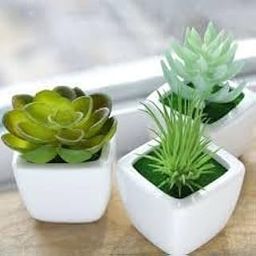 Mphmi Seedless Plant Succulent Plants Cute Succulent Clay (4.5in Ht)-image-35