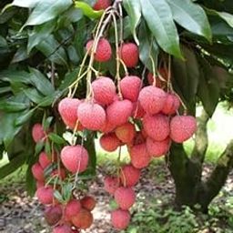 FasanGreen Fruit Litchi Plant for Outdoor with Grow Bag (Multicolor, 352mm) (2732)-30