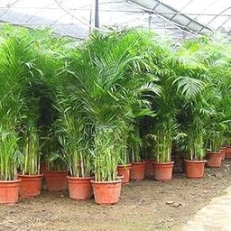 Oxygen giving indoor plants for living room,areca palm plant (Pack of 1)-image-43