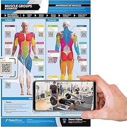 Gym & Exercise Workout Posters | Anterior & Posterior Muscles & Muscle Building Exercises, Laminated Gym & Home Poster, Free Online Video Training Support, Large Size 33" X 23.5" Improves Fitness-17