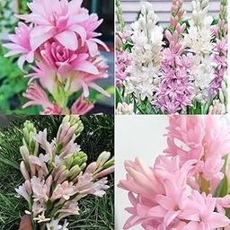 SEEDITO Tuberose plant bulb different colour fragrance double petal all season hybrid(Pack of 10 Pcs)-image-20