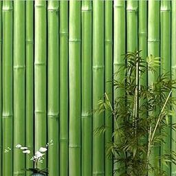 Big bamboo plant seeds || Seeds for big bamboo plant || 50 seeds-3
