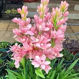 Tuberose Flower Bulbs Mix Color Flower Seeds Hybrid for All Season & Planting (5 Bulbs)-image-42