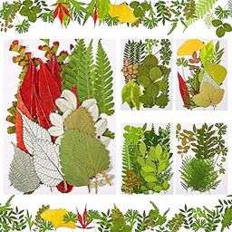 Nuanchu 99 Pieces Assorted Pressed Leaves for Crafts Real Dried Leaves for Resin Plant Herbarium Flowers for Art Craft DIY Jewelry Decoration Handmade Bookmarks, 5 Bags-image-74