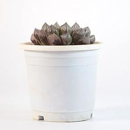 Haworthia Cooperi Succulent Live Plant By India Gardening-26